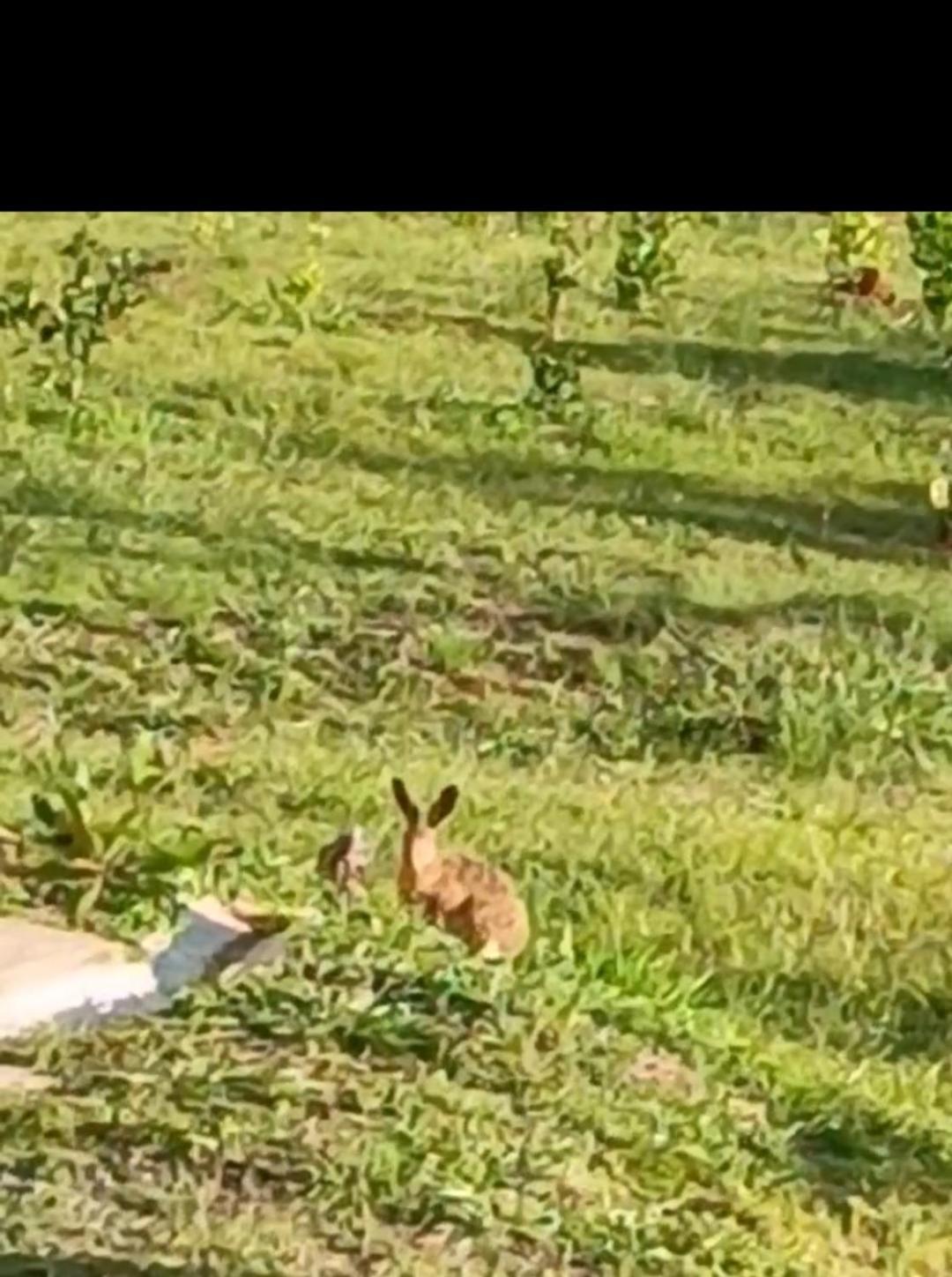 Pousada Toca Dos Coelhos Carrancas Карранкас Екстер'єр фото